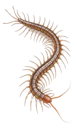 Imagen PNG para descargar